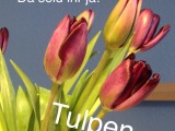 Friday-Flowerday – oder – Da seid ihr ja: Tulpen